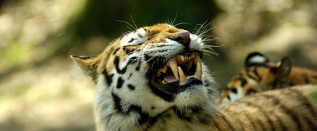 Le tigre de Sibrie, le plus grand flin au monde